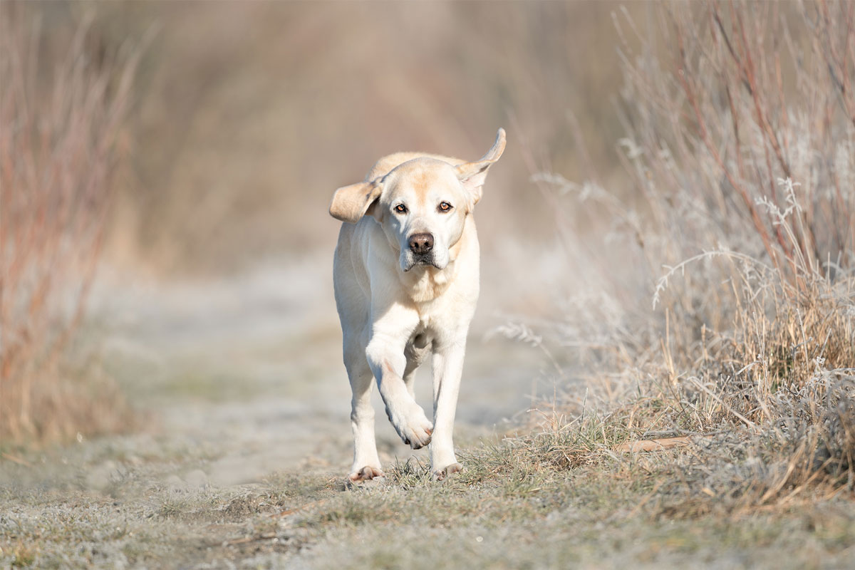 gelber-labrador-retriever-actiondog