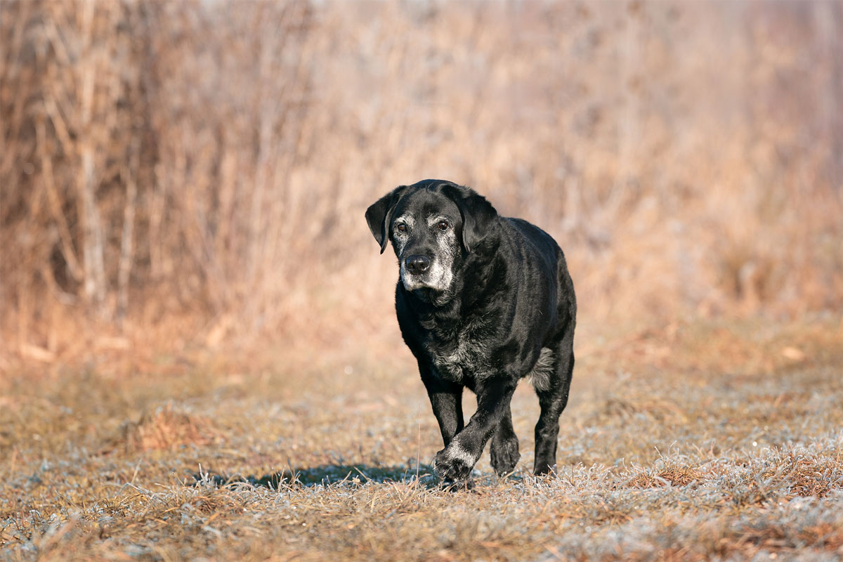 schwarzer-labrador-retriever-actiondog
