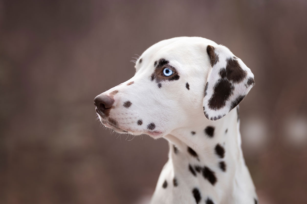 dalmatiner-hundeportrait-1