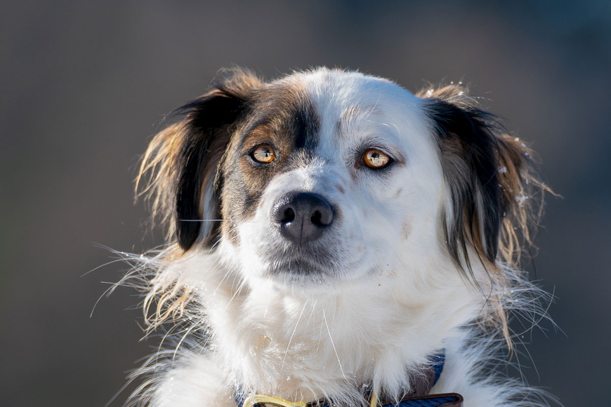 tierschutzhund-hundeportrait-1