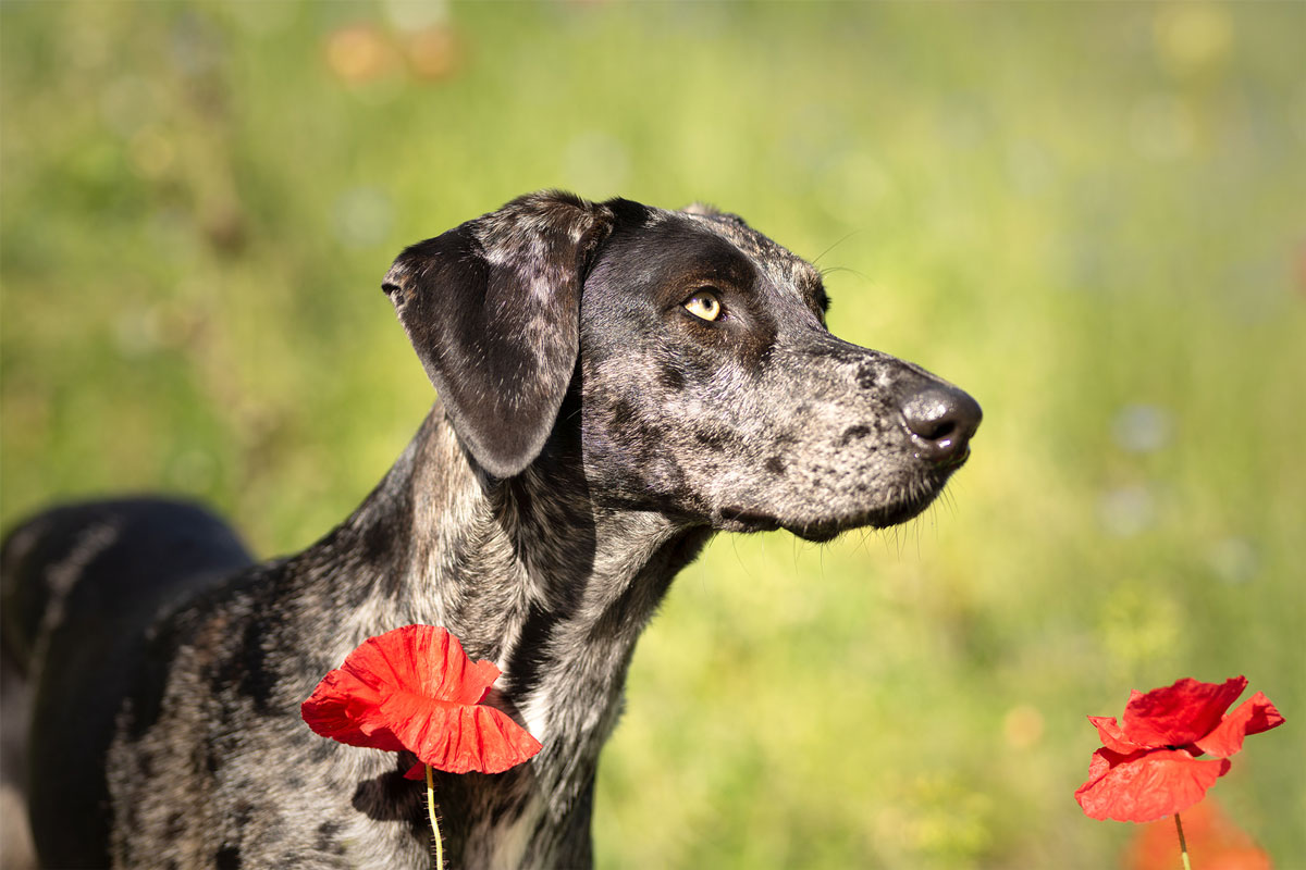 tierschutzhund-hundeportrait-2