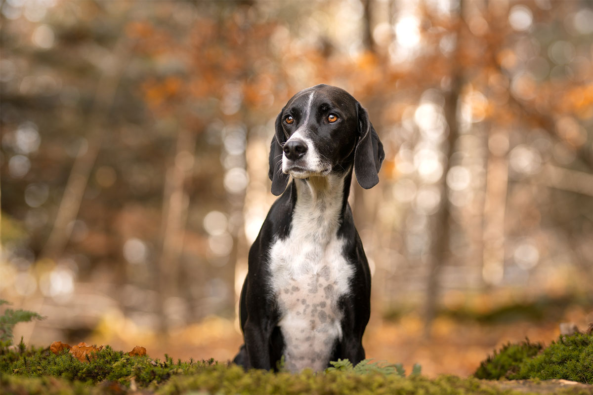 tierschutzhund-hundeportrait-3