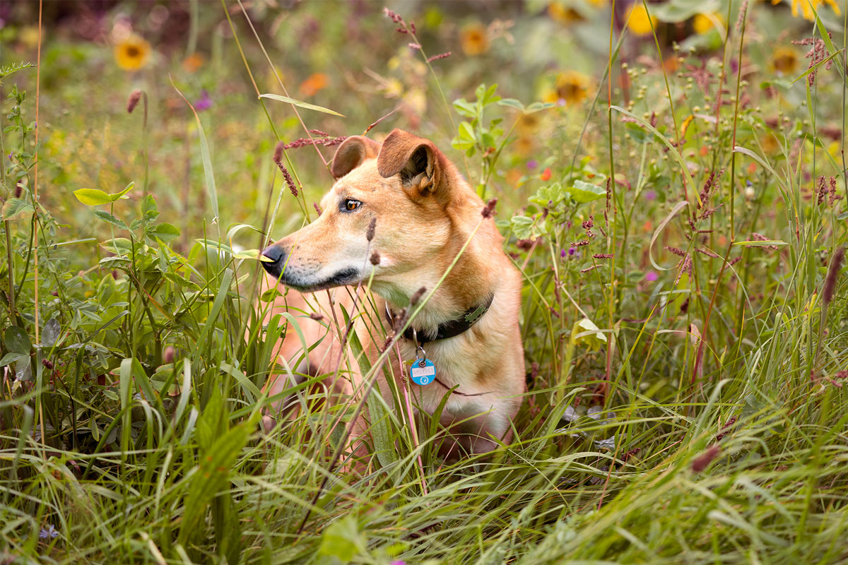 tierschutzhund-hundeportrait-4